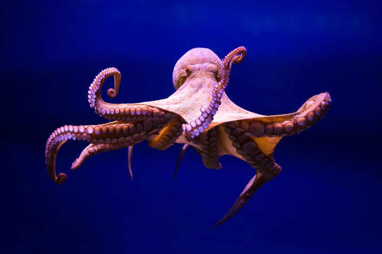 Octopus Octopuses Are Intelligent Aliens Science of Us