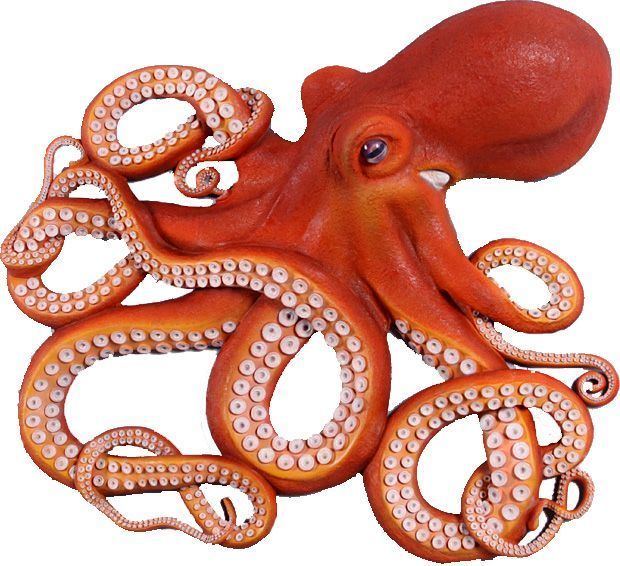 Octopus 1000 ideas about Octopus on Pinterest Blue ringed octopus facts