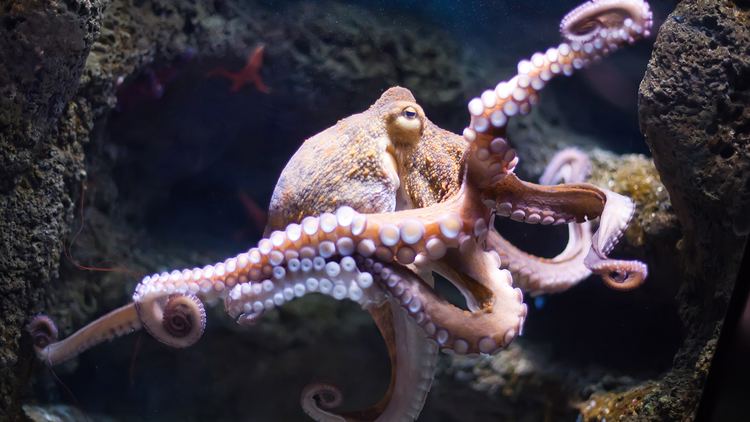 Octopus octopusjpg
