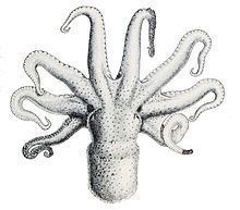 Octopus bimaculatus httpsuploadwikimediaorgwikipediacommonsthu