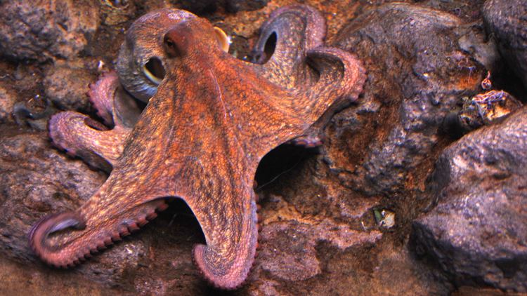 Octopus octopusoceanfloorjpg