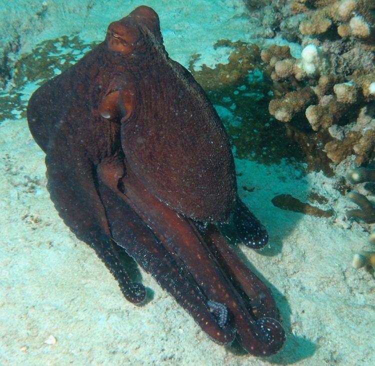 Octopus cyanea OCTOPUS CYANEA GRAY 1849