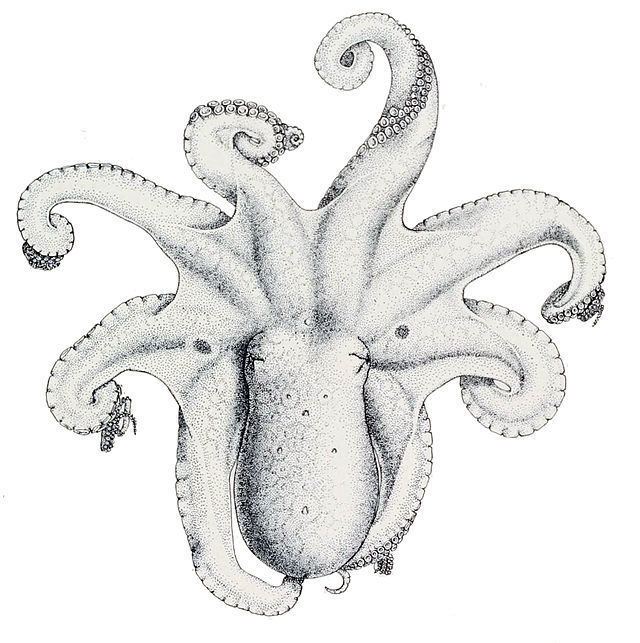 Octopus (genus) uploadwikimediaorgwikipediacommonsthumbee8
