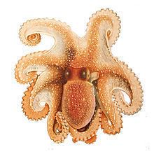 Octopus salutii httpsuploadwikimediaorgwikipediacommonsthu