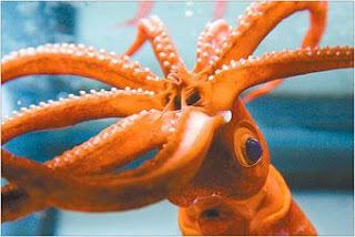 Octosquid Octosquid Terrorizes Pacific Islands Zooillogix