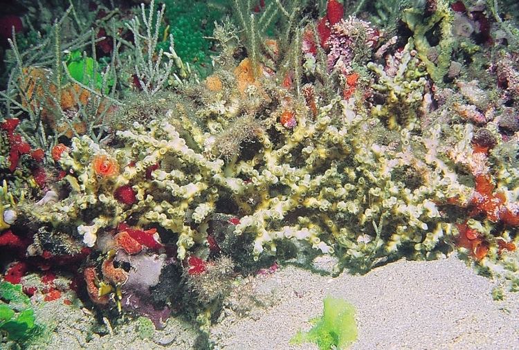 Oculina Oculina diffusa Corals of the World Photos maps and information