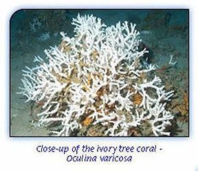 Oculina Oculina Reef offshore East Florida