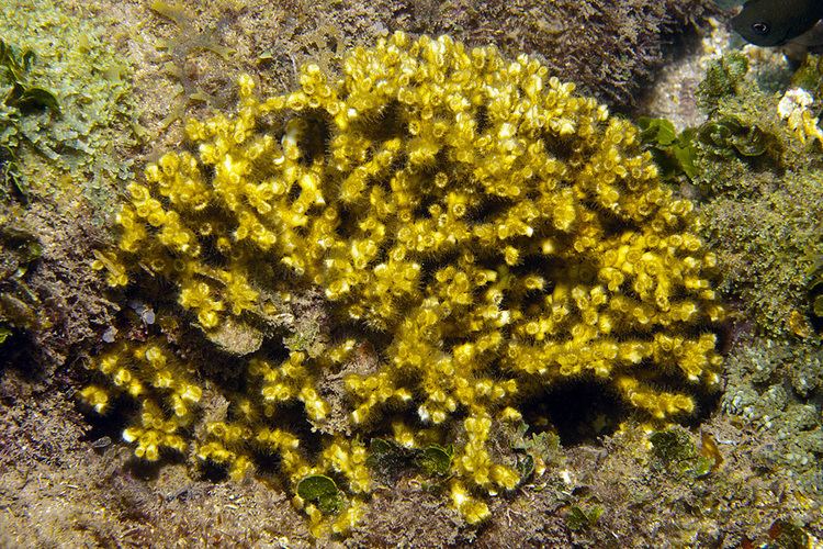 Oculina Coralpedia Oculina diffusa