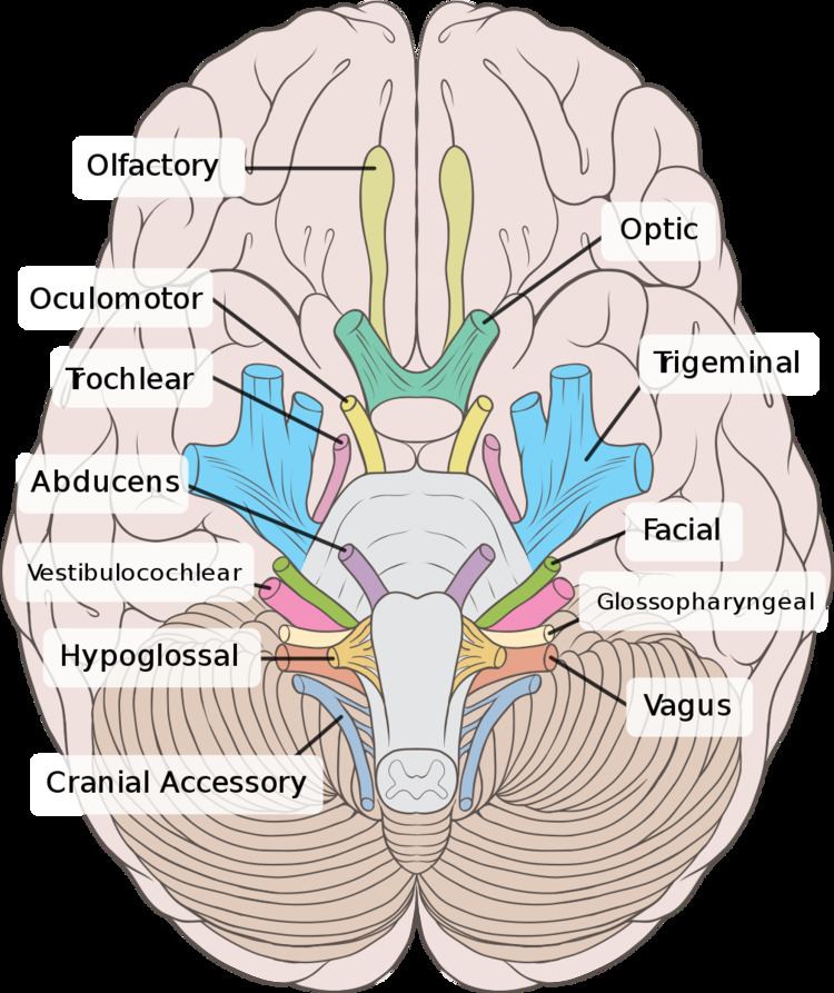 Oculomotor nerve