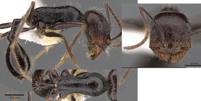 Ocymyrmex The Ants of Africa