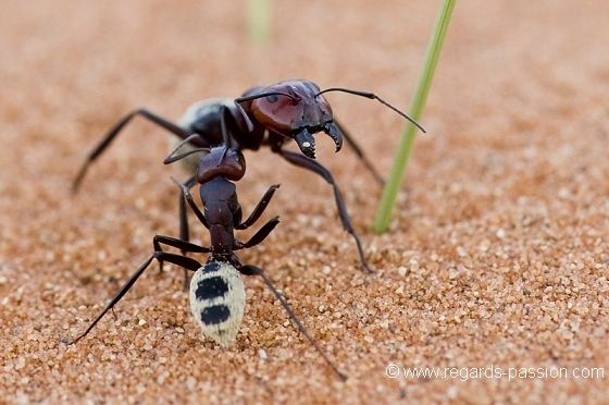 Ocymyrmex Benoit FERON fourmis du Namib Namib ocymyrmex Phototem Moteur