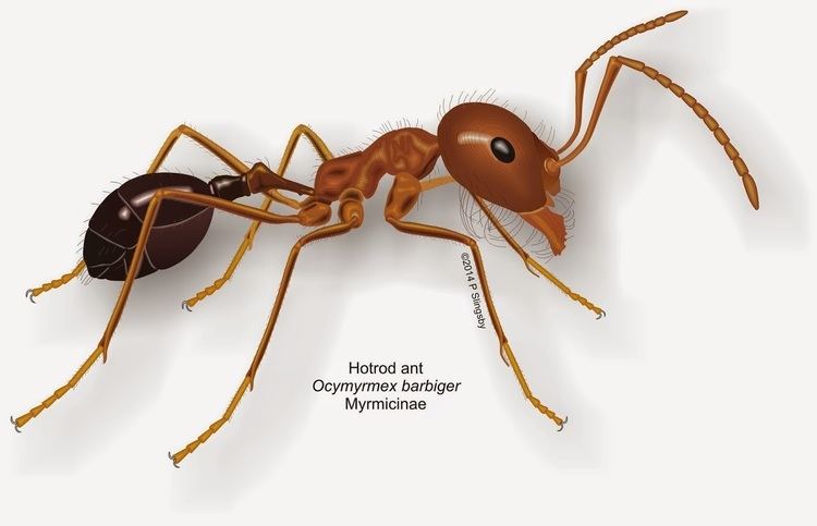 Ocymyrmex Ants of Southern Africa Ocymyrmex species Hotrod ants