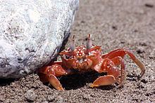 Ocypode gaudichaudii httpsuploadwikimediaorgwikipediacommonsthu