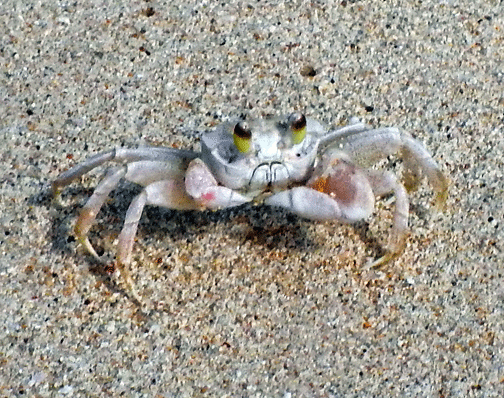 Ocypode pallidula Ocypode pallidula pallid ghost crab Marine Invertebrates of