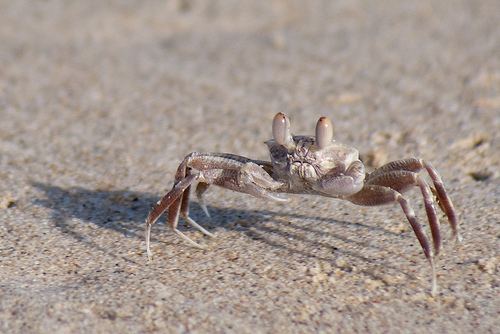 Ocypode pallidula Pallid Ghost Crab Ocypode pallidula iNaturalistorg