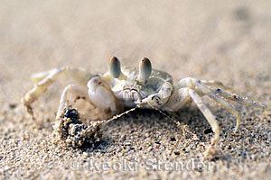 Ocypode pallidula Pallid Ghost Crab Ocypode pallidula