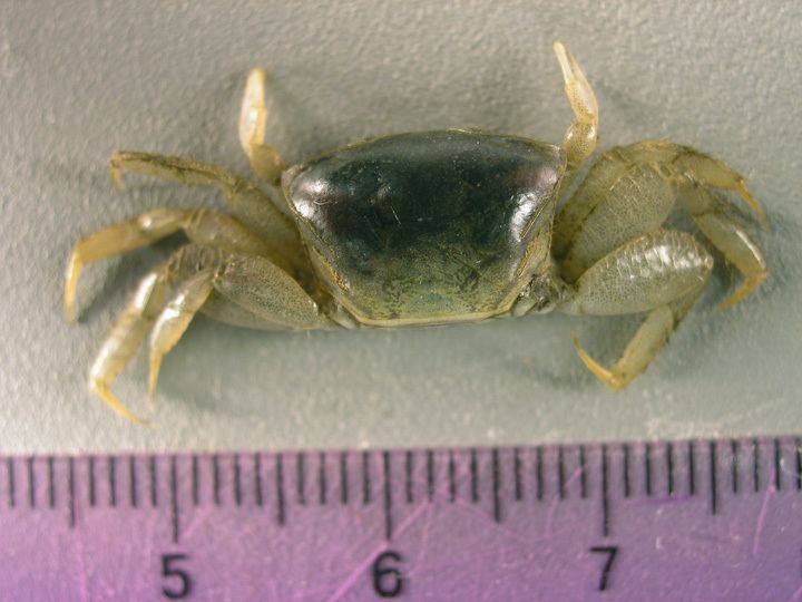 Ocypodidae Ocypodidae Fiddler Crabs and Ghost Crabs