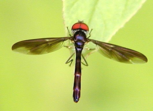 Ocyptamus Fly Ocyptamus fuscipennis BugGuideNet