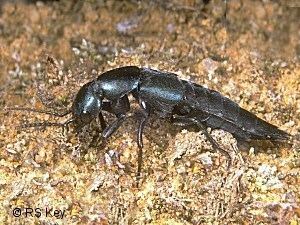 Ocypus ophthalmicus Ocypus ophthalmicus Scopoli 1763 BEETLES and BEETLE RECORDING