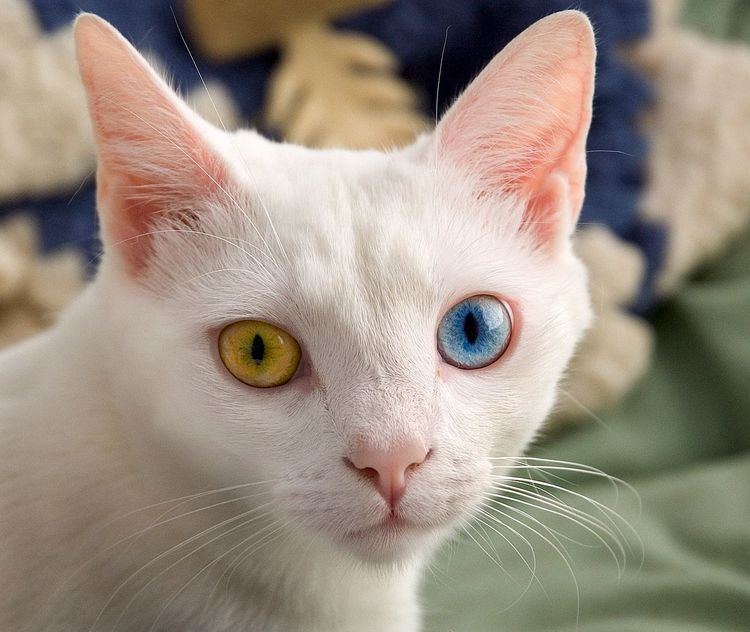 Odd-eyed cat