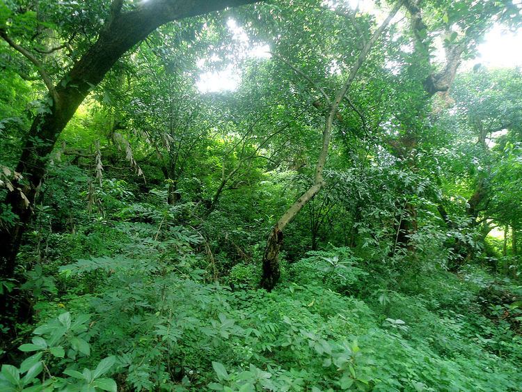 Odisha semi-evergreen forests