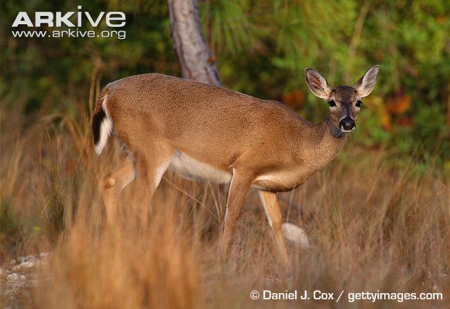 Odocoileus Whitetailed deer videos photos and facts Odocoileus virginianus