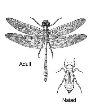 Odonata ENT 425 General Entomology Resource Library Compendium Odonata