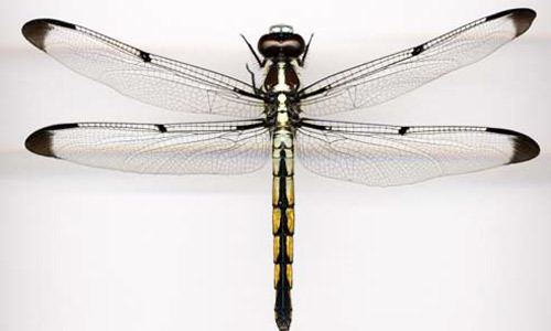 Odonata dragonflies and damselflies Odonata