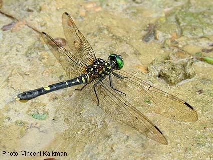 Odonata Papua Insects Foundation Odonata