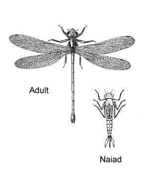 Odonata ENT 425 General Entomology Resource Library Compendium Odonata