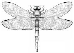 Odonata Insects Dragonflies amp Damselflies Odonata