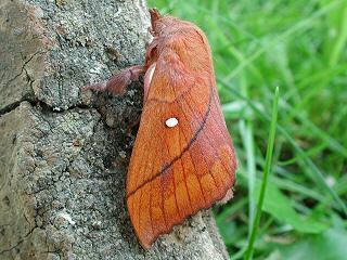 Odonestis Feuerglucke Odonestis pruni Plum Lappet