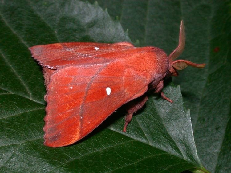 Odonestis lepinetfr Odonestis pruni La FeuilleMorte du Prunier