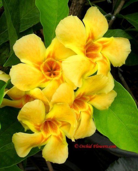 Odontadenia Tropical Vine Odontadenia macrantha OrchidsFlowers We Heart It