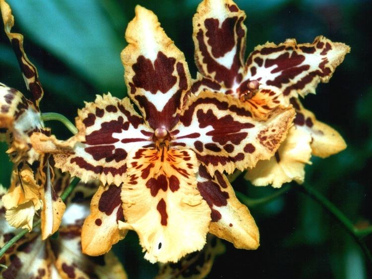 Odontioda Orchid wish list UPDATED 21 June 2016 Orchid Man in the United
