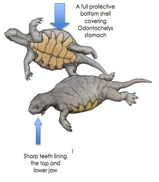 Odontochelys designeranimals OdontochelysAncestor of the Green Sea Turtle