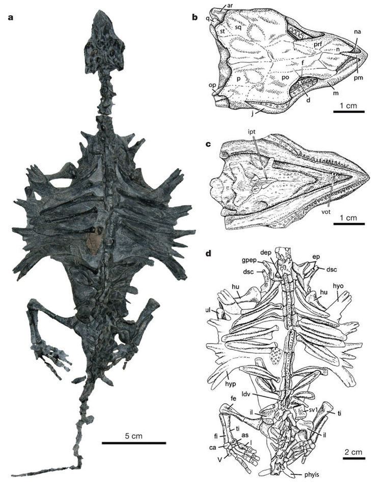 Odontochelys An ancestral turtle from the Late Triassic of southwestern China