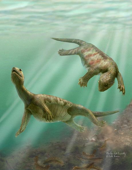 Odontochelys Odontochelys Semitestacea 220 Million Year Old Triassic Turtle