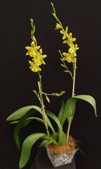 Odontocidium Odontocidium Tiger Barb presented by Orchids Limited