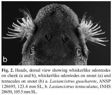 Odontode The loricariid catfish genus Lasiancistrus Siluriformes with