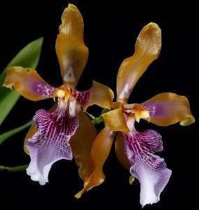 Odontoglossum Odontoglossum Orchid Care OrchidsMadeEasycom