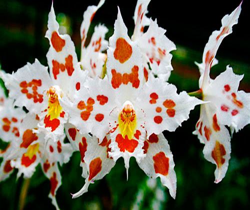 Odontoglossum Oncidium amp Odontoglossum Orchid Care