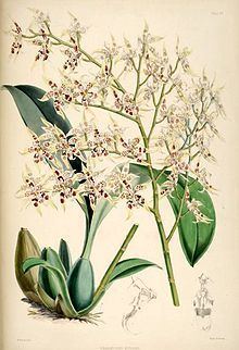 Odontoglossum gloriosum httpsuploadwikimediaorgwikipediacommonsthu