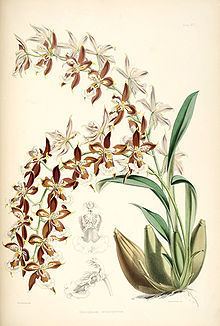 Odontoglossum luteopurpureum httpsuploadwikimediaorgwikipediacommonsthu