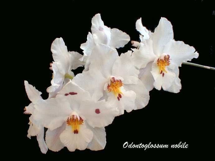 Odontoglossum nobile wwworchidspeciescomorphotdirodontnobilejpg