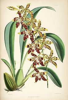 Odontoglossum spectatissimum httpsuploadwikimediaorgwikipediacommonsthu