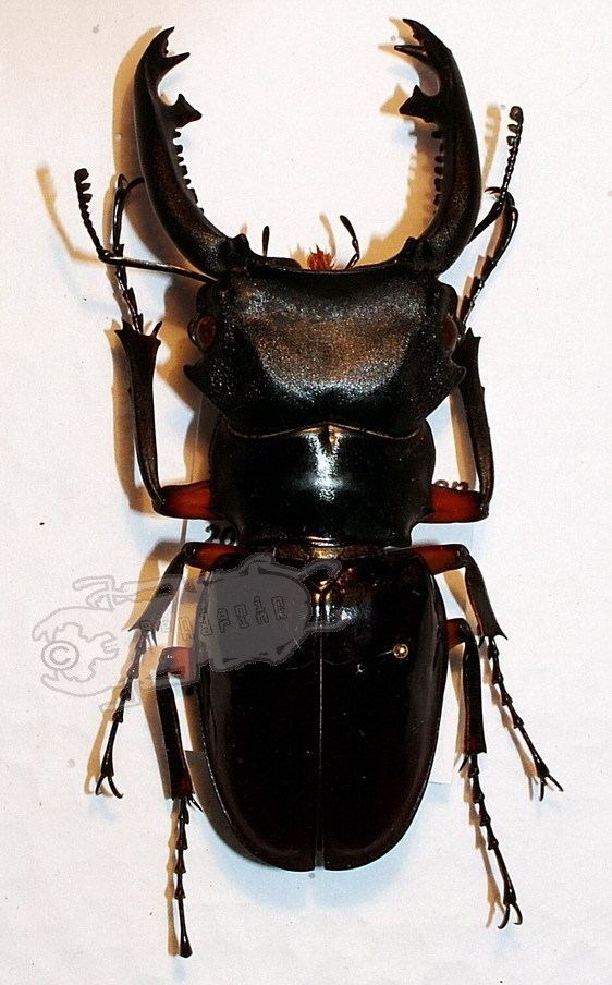 Odontolabis Odontolabis imperialis komorii Ben39s Beetle Breeding Pages