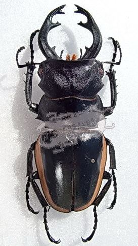 Odontolabis cuvera Odontolabis cuvera fallaciosa Ben39s Beetle Breeding Pages