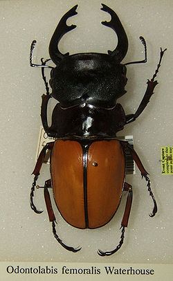 Odontolabis femoralis httpsuploadwikimediaorgwikipediacommonsthu