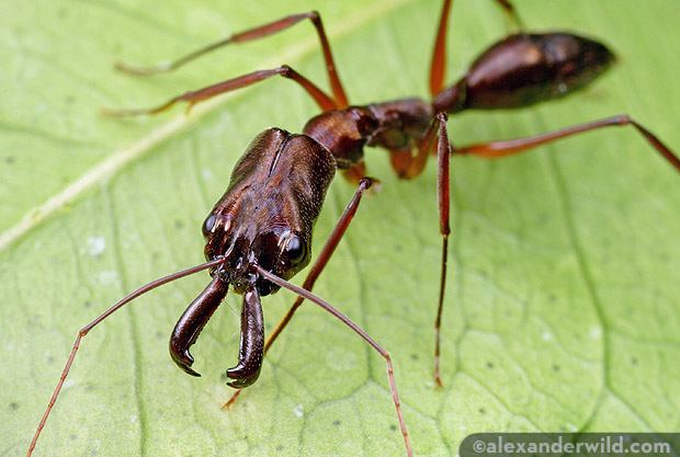 Odontomachus How to tell the difference between the trapjaw ants Anochetus and